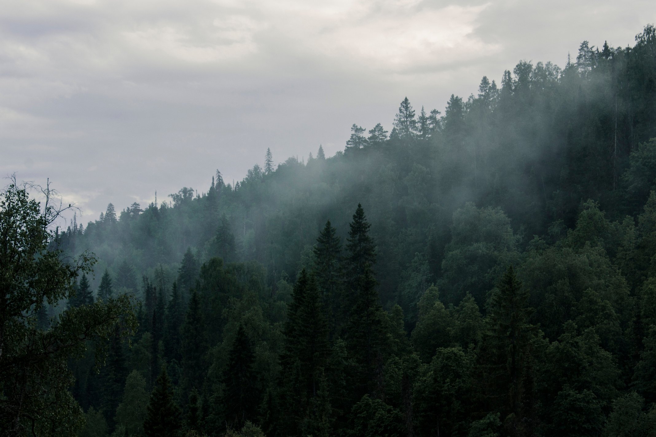 Fog Under Forest